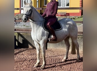 Kuc Connemara, Klacz, 13 lat, 148 cm, Siwa