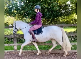Kuc Connemara, Klacz, 13 lat, 148 cm, Siwa