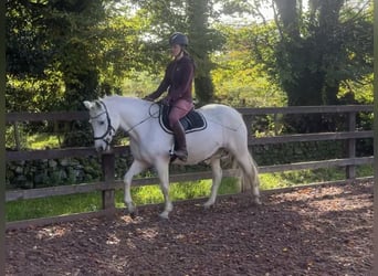 Kuc Connemara, Klacz, 13 lat, 148 cm, Siwa