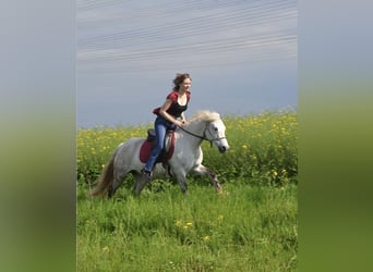 Kuc Connemara Mix, Klacz, 14 lat, 135 cm, Siwa