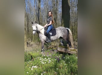 Kuc Connemara Mix, Klacz, 14 lat, 135 cm, Siwa