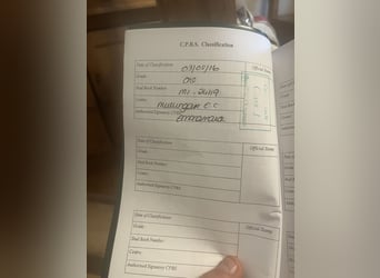 Kuc Connemara, Klacz, 15 lat, 148 cm, Siwa