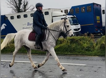 Kuc Connemara, Klacz, 15 lat, 148 cm, Siwa