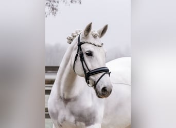 Kuc Connemara, Klacz, 16 lat, 153 cm, Siwa