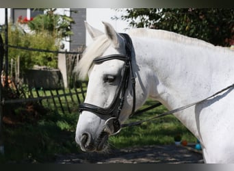 Kuc Connemara, Klacz, 17 lat, 155 cm, Siwa