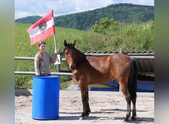 Kuc Connemara, Klacz, 1 Rok, 148 cm, Gniada