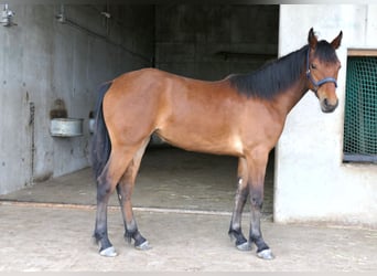 Kuc Connemara, Klacz, 1 Rok, 148 cm, Gniada