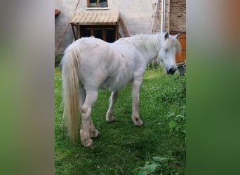 Kuc Connemara Mix, Klacz, 28 lat, 140 cm, Siwa