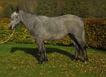 Kuc Connemara, Klacz, 2 lat, 148 cm, Siwa