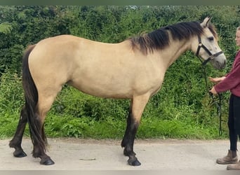 Kuc Connemara, Klacz, 3 lat, 143 cm, Jelenia