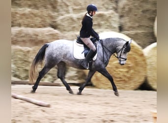 Kuc Connemara, Klacz, 3 lat, 147 cm, Stalowosiwy