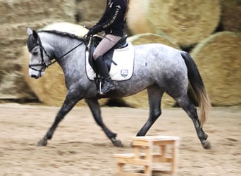 Kuc Connemara, Klacz, 3 lat, 147 cm, Stalowosiwy