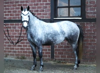 Kuc Connemara, Klacz, 3 lat, 147 cm, Stalowosiwy