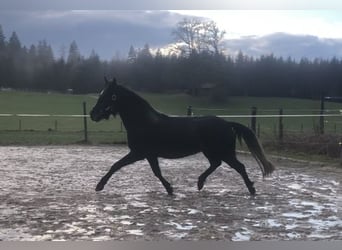 Kuc Connemara, Klacz, 3 lat, 148 cm, Może być siwy