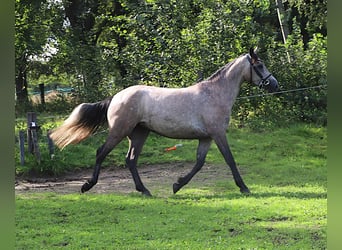 Kuc Connemara, Klacz, 3 lat, 150 cm, Formy Brown Falb