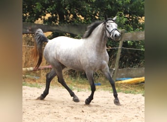 Kuc Connemara, Klacz, 3 lat, 152 cm, Stalowosiwy
