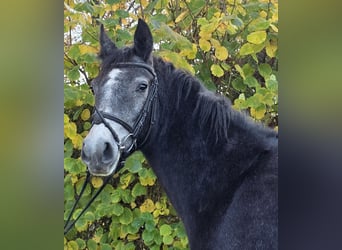 Kuc Connemara, Klacz, 3 lat, 156 cm, Karosiwa