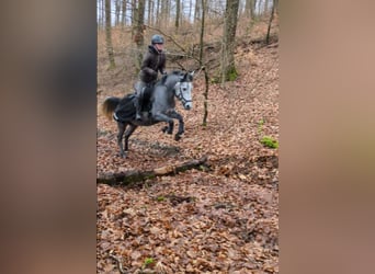 Kuc Connemara Mix, Klacz, 4 lat, 143 cm, Kasztanowatodereszowata