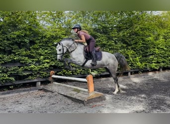 Kuc Connemara, Klacz, 4 lat, 143 cm, Siwa jabłkowita