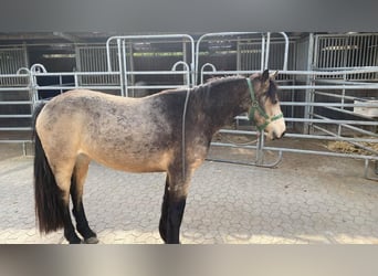 Kuc Connemara, Klacz, 4 lat, 144 cm, Jelenia