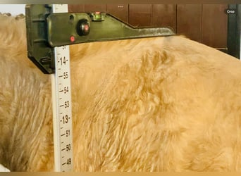 Kuc Connemara, Klacz, 4 lat, 145 cm, Bułana