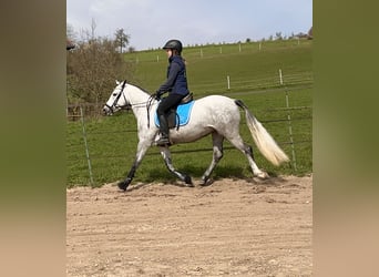 Kuc Connemara, Klacz, 4 lat, 145 cm, Karosiwa