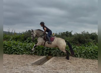 Kuc Connemara, Klacz, 4 lat, 146 cm, Bułana