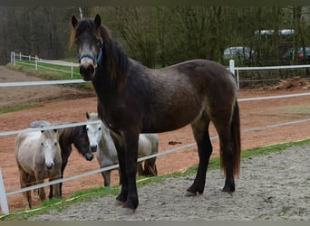 Kuc Connemara, Klacz, 4 lat, 146 cm, Bułana