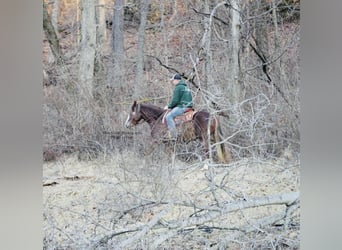 Kuc Connemara, Klacz, 4 lat, 147 cm, Ciemnokasztanowata