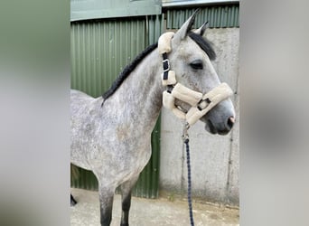 Kuc Connemara, Klacz, 4 lat, 147 cm, Siwa