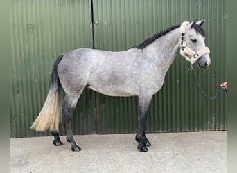 Kuc Connemara, Klacz, 4 lat, 147 cm, Siwa