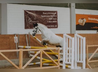 Kuc Connemara, Klacz, 4 lat, 147 cm, Siwa