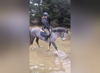 Kuc Connemara Mix, Klacz, 4 lat, 147 cm, Stalowosiwy