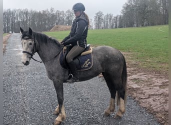 Kuc Connemara Mix, Klacz, 4 lat, 147 cm, Stalowosiwy