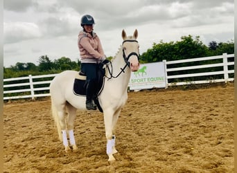Kuc Connemara, Klacz, 4 lat, 148 cm, Cremello