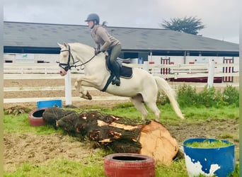 Kuc Connemara, Klacz, 4 lat, 148 cm, Cremello