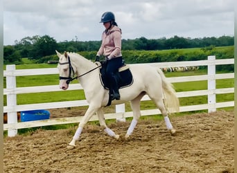 Kuc Connemara, Klacz, 4 lat, 148 cm, Cremello