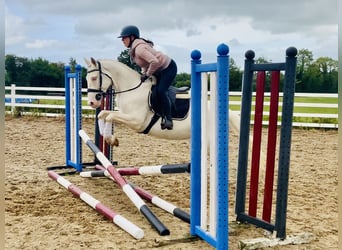 Kuc Connemara, Klacz, 4 lat, 148 cm, Cremello