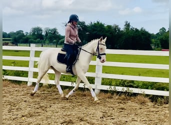 Kuc Connemara, Klacz, 4 lat, 148 cm, Cremello