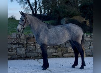 Kuc Connemara, Klacz, 4 lat, 148 cm, Siwa