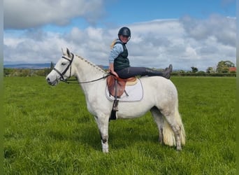 Kuc Connemara, Klacz, 4 lat, 151 cm, Siwa