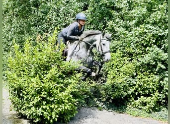 Kuc Connemara, Klacz, 4 lat, 152 cm, Siwa jabłkowita