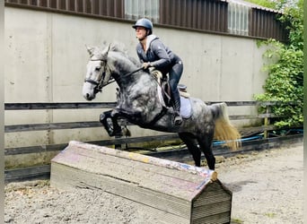 Kuc Connemara, Klacz, 4 lat, 152 cm, Siwa jabłkowita