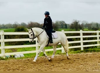 Kuc Connemara, Klacz, 4 lat, 152 cm, Siwa