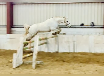 Kuc Connemara, Klacz, 4 lat, 152 cm, Siwa