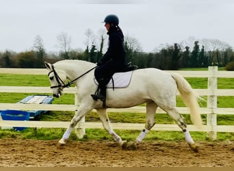 Kuc Connemara, Klacz, 4 lat, 152 cm, Siwa