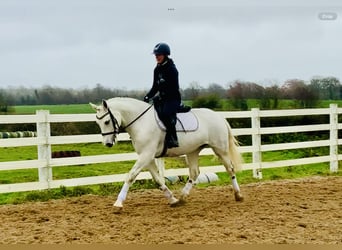 Kuc Connemara, Klacz, 4 lat, 152 cm, Siwa