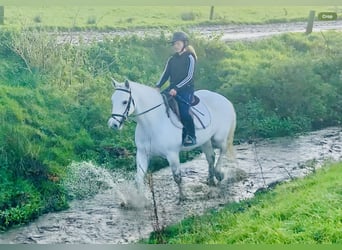 Kuc Connemara, Klacz, 4 lat, 152 cm, Siwa