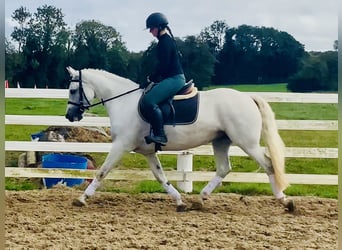 Kuc Connemara, Klacz, 4 lat, 152 cm, Siwa