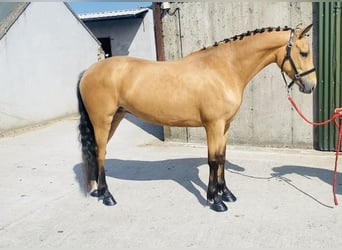 Kuc Connemara, Klacz, 4 lat, 153 cm, Bułana